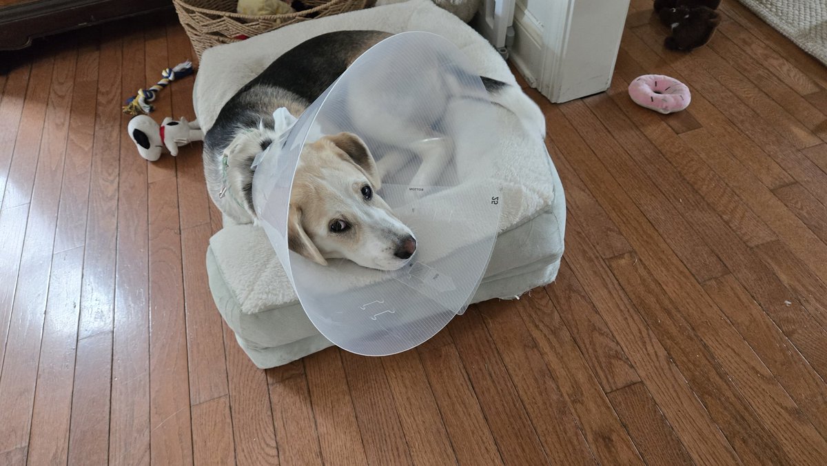 johnfgately's tweet image. Dewey is back from his snip, snip.  He does NOT look happy.