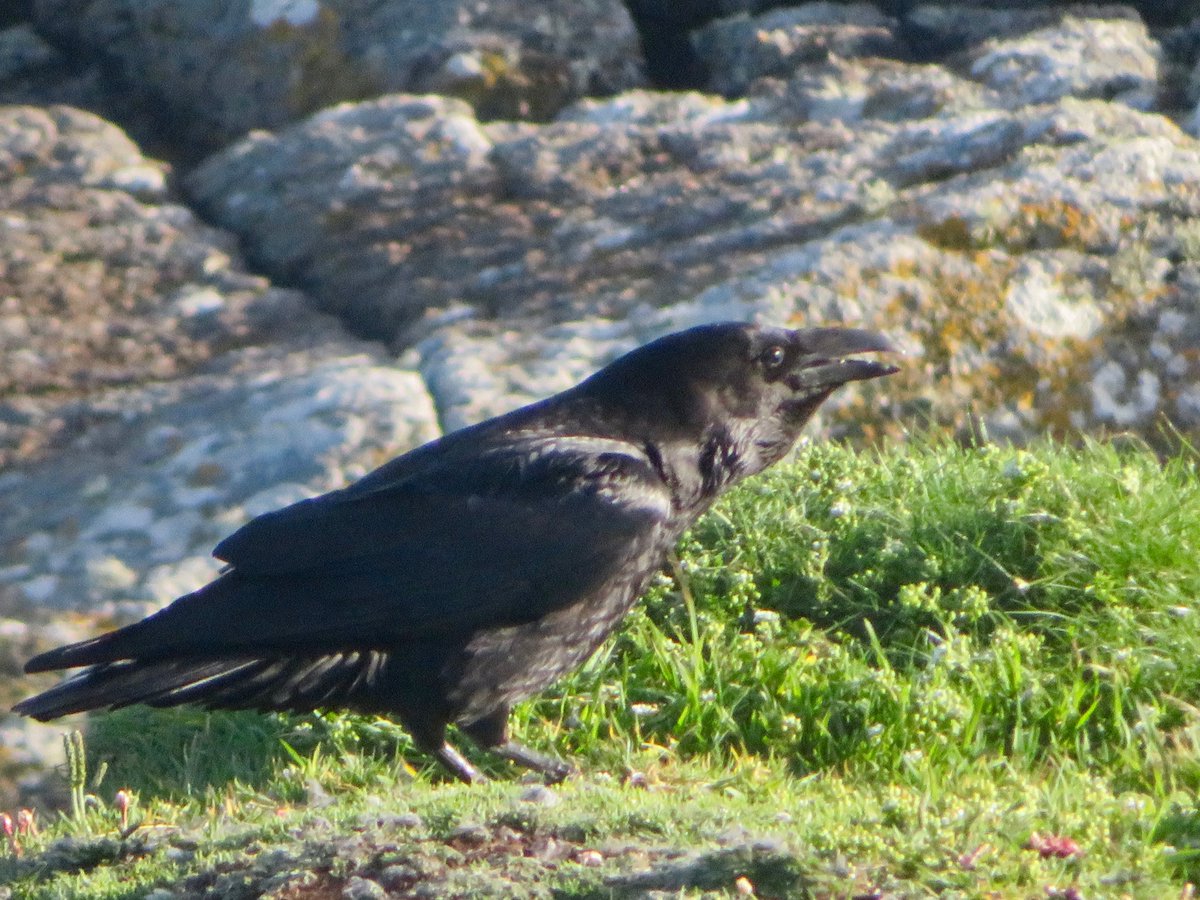 bakrim2000's tweet image. Ravens daily🐦‍⬛🐦‍⬛
#Ravens #cornwall