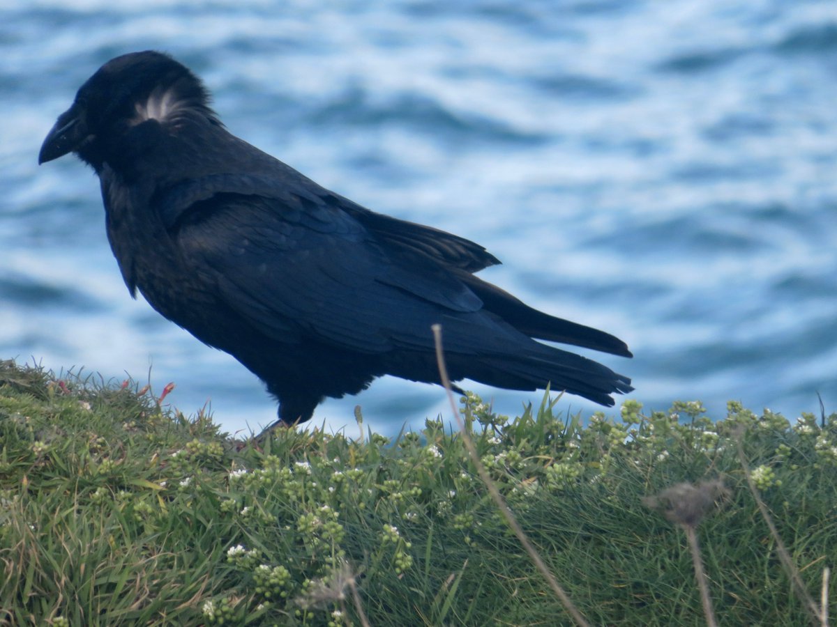 bakrim2000's tweet image. Ravens daily🐦‍⬛🐦‍⬛
#Ravens #cornwall