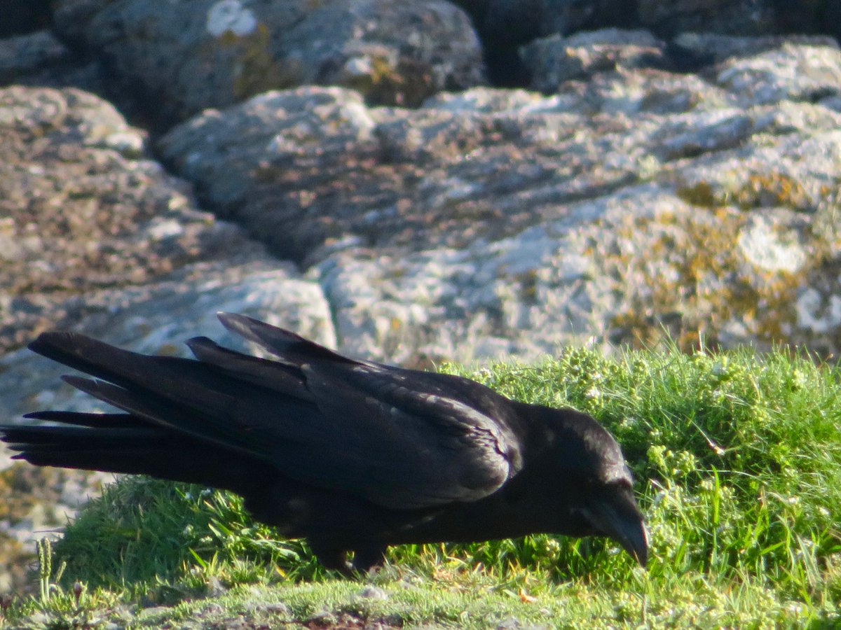 bakrim2000's tweet image. Ravens daily🐦‍⬛🐦‍⬛
#Ravens #cornwall