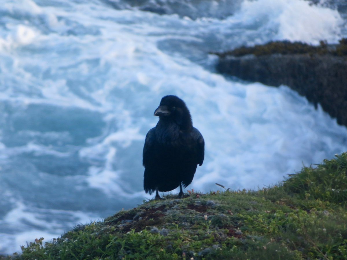 bakrim2000's tweet image. Ravens daily🐦‍⬛🐦‍⬛
#Ravens #cornwall