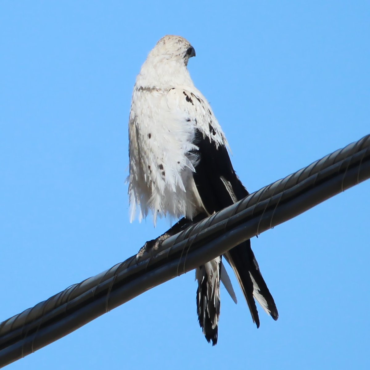 wormchicanery's tweet image. I saw a White and black common raven! waow

#birding #birds