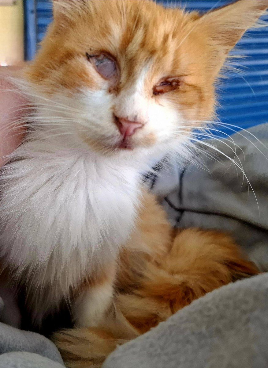 Penny Rage tweet media