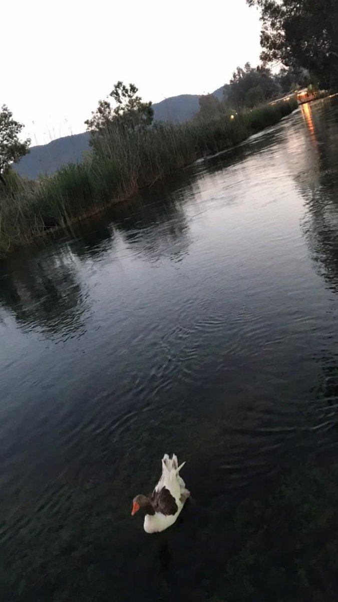 Ali Osman Gündoğan tweet media