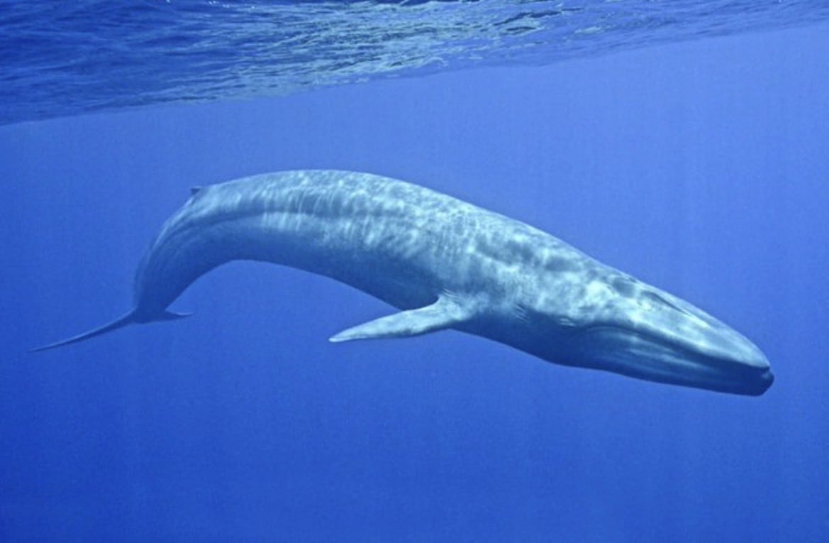 liss jurídico do paul mccartney 🐦‍⬛ tweet media