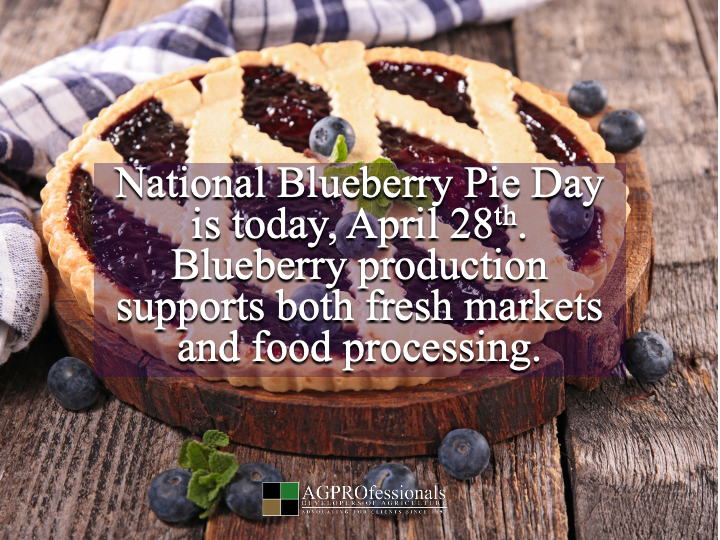 AGPConsult's tweet image. Blueberry pie 🫐🥧

Berries
Grain
Dairy
Sugar

All agriculture

#BlueberryPieDay #Ag #FarmToTable