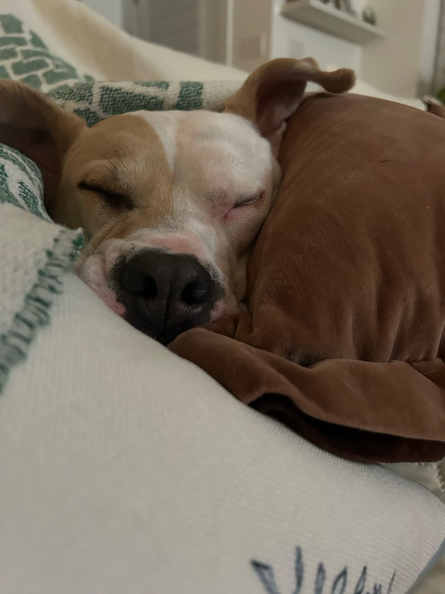 Dog days of spring