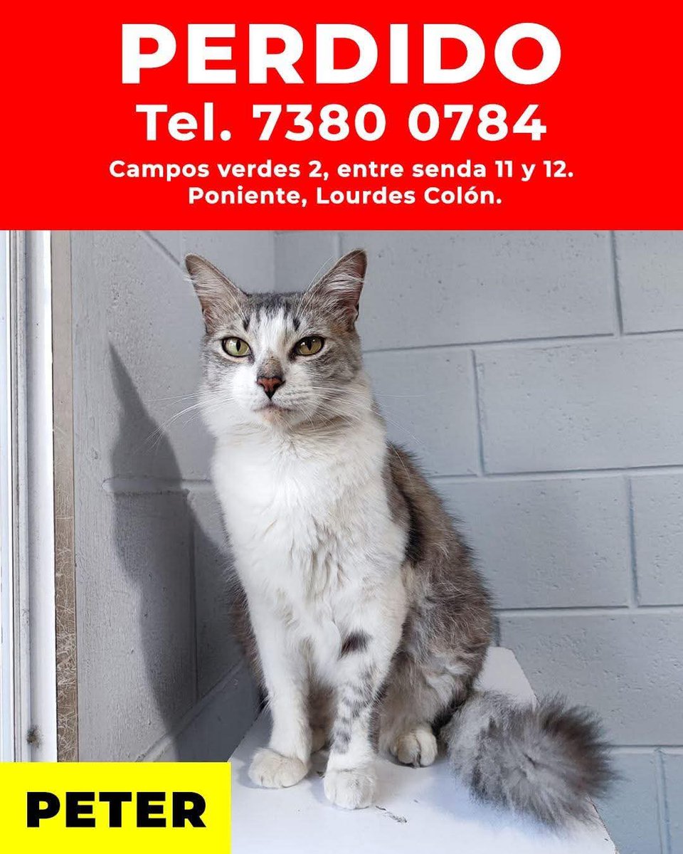 #ServicioSocial
SE BUSCA 🚨🚨
🚨 ¡AYÚDANOS A QUE PETER REGRESE A CASA! 🚨

Se perdió en Campos Verdes 2, entre senda 11 y 12 poniente, Lourdes Colón.

🐱 Nombre: Peter.

📝 Señas: Es un gatito gris con blanco, tiene una mancha oscura muy distintiva en su pata delantera izquierda