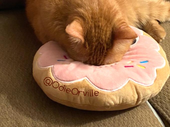 THE Odie Bob Orville 😺 tweet media