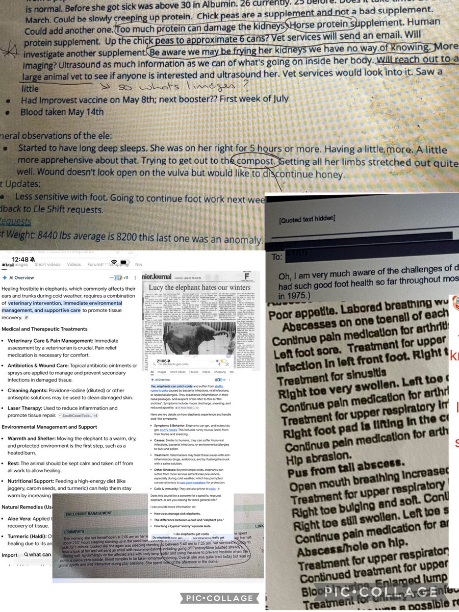 YvonneHooper20's tweet image. Terrible suffering in #Yeg #yegzoo
@CityofEdmonton 
@ABForestryParks 
Official records.

Incompetent, corrupt with fixed evaluations , myth creation , below legal APA AZS regulations the result horrific suffering inflicted upon 🐘💔endless infections