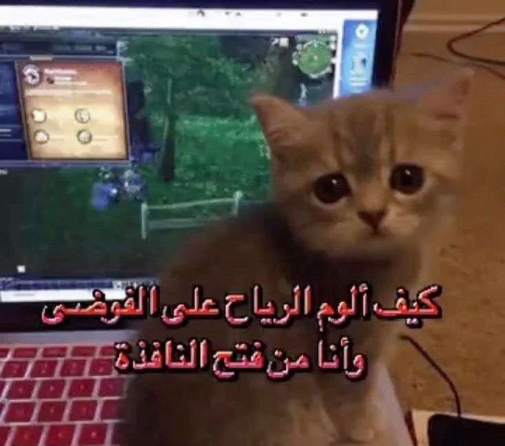 Nora tweet media