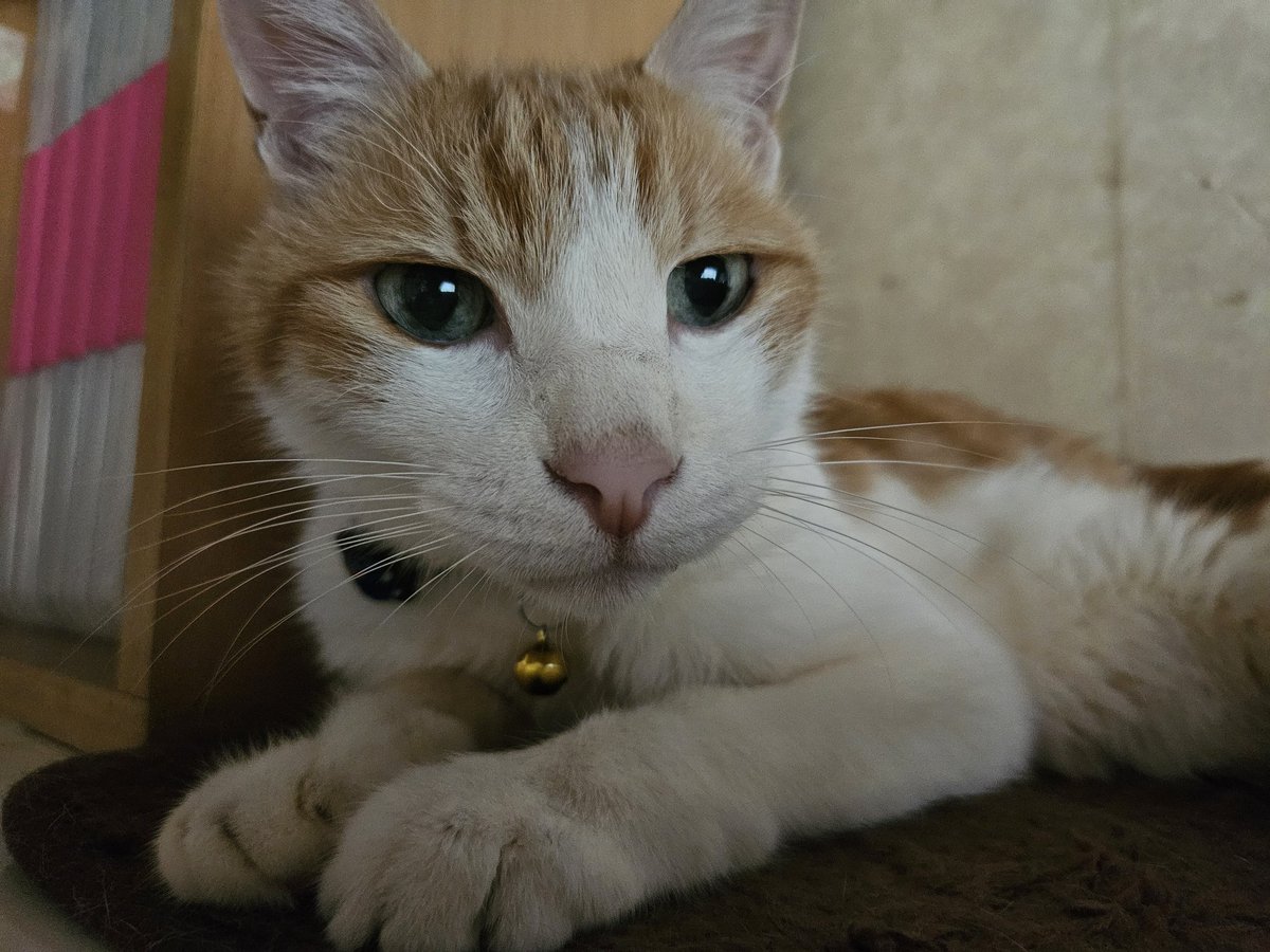 にゃん tweet media