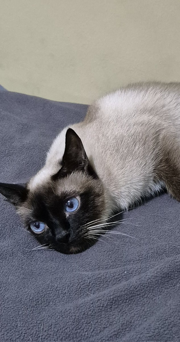 𐙚Charity fund🇮🇷 tweet media