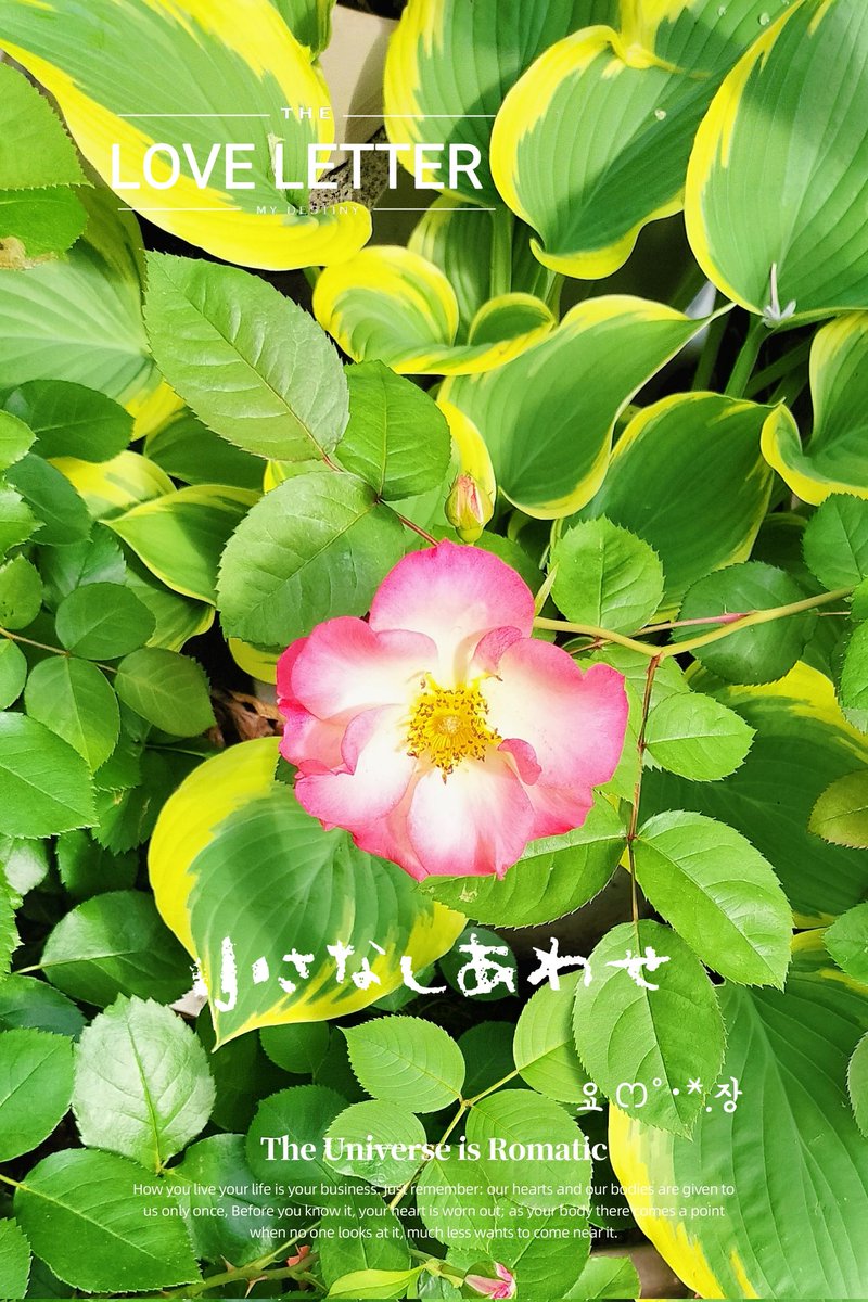 Gᴏᴏᴅ mᴏʀɴɪɴɢ🌈🩷 ᤊլਕ꒭੭ੇごㄜﾞƖ ıまⳣ 안녕하세요 아침