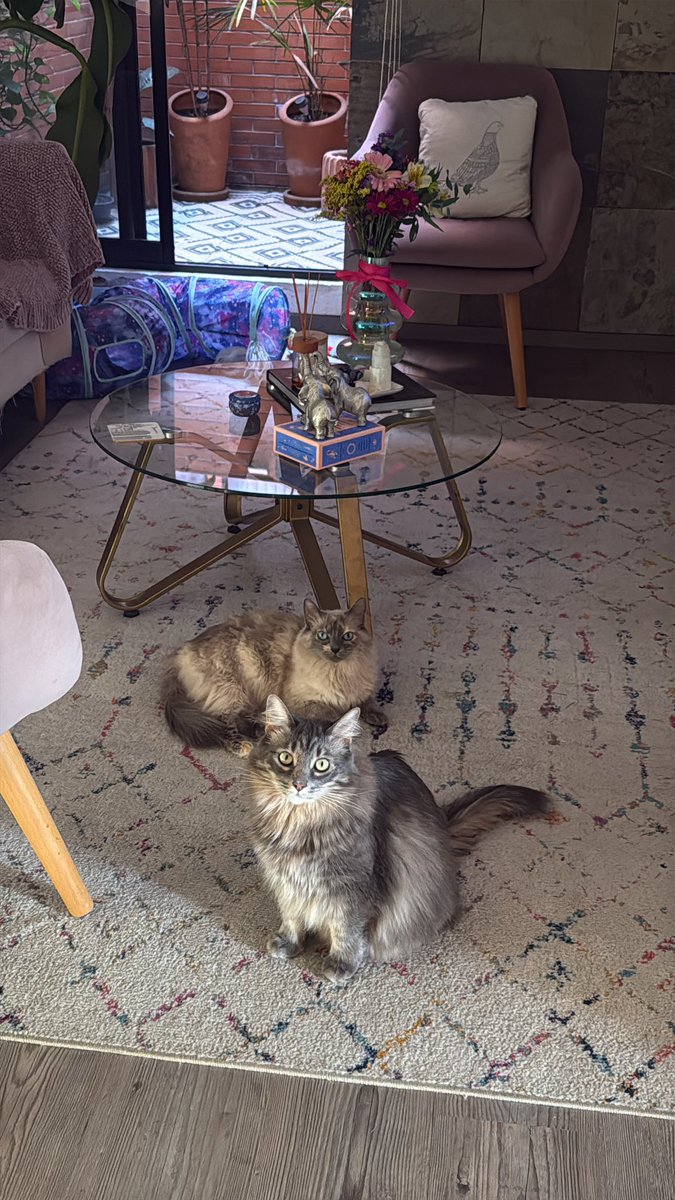 Bárbara tweet media