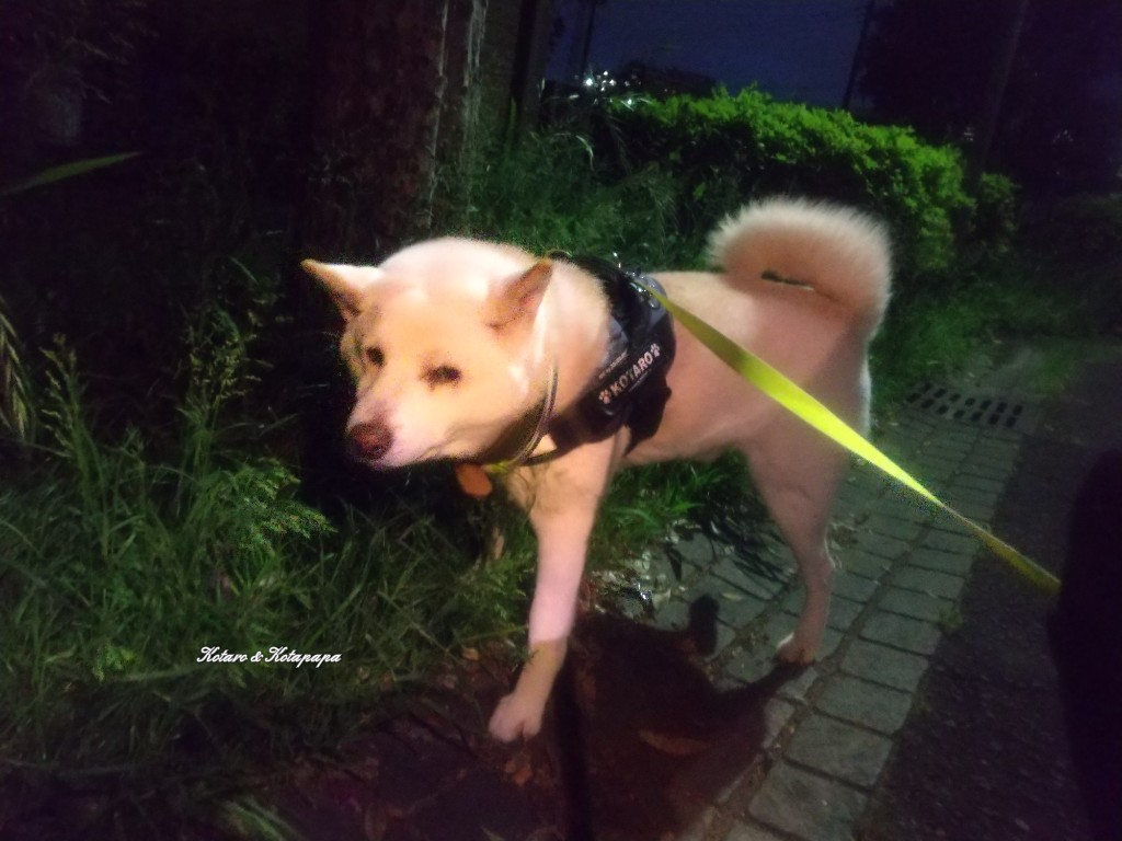 柴犬KOTARO＆パパ tweet media