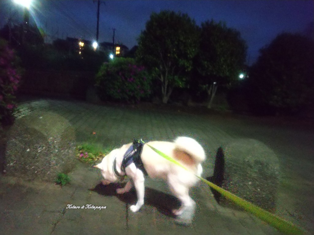 柴犬KOTARO＆パパ tweet media