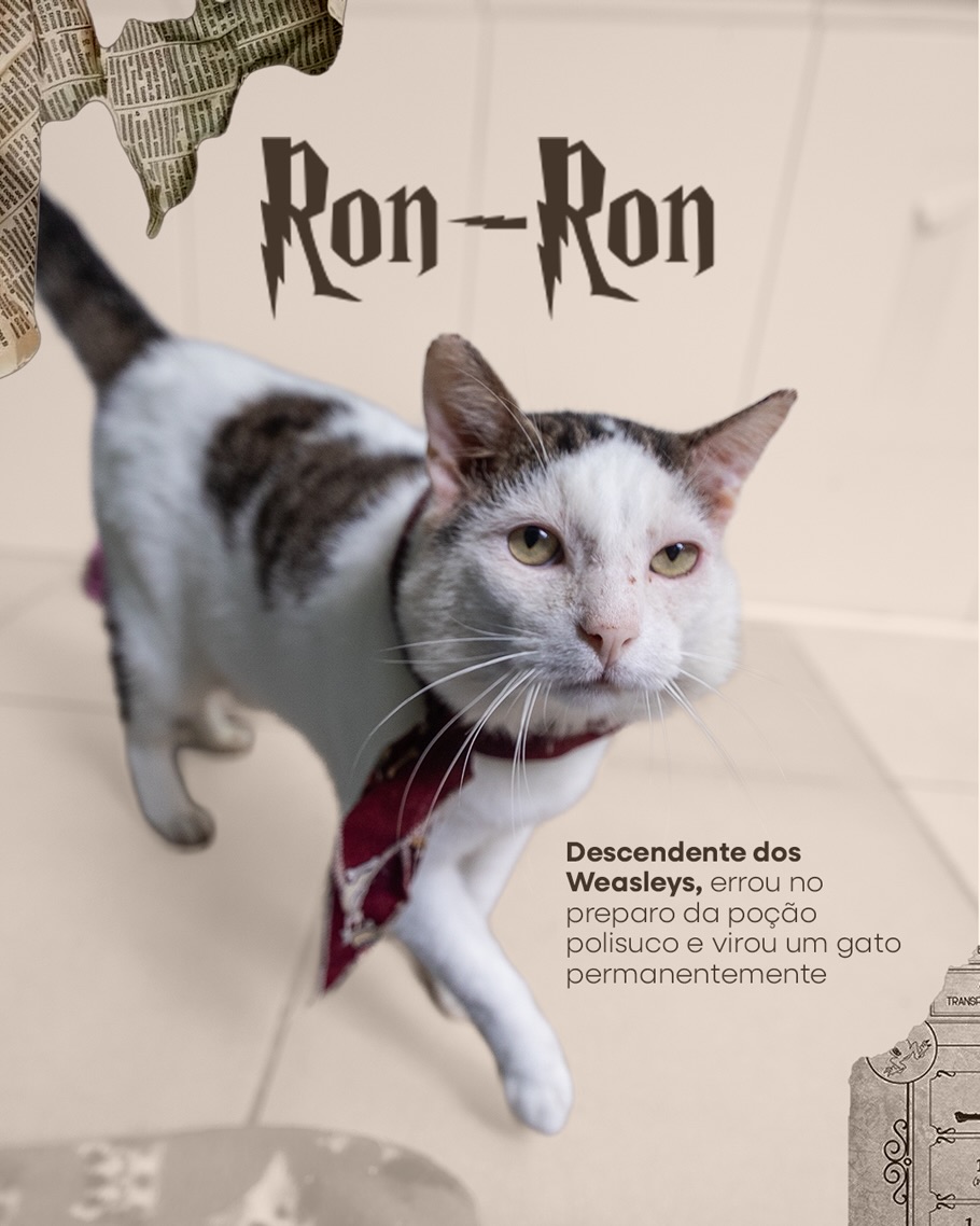 Acervo do Potter tweet media