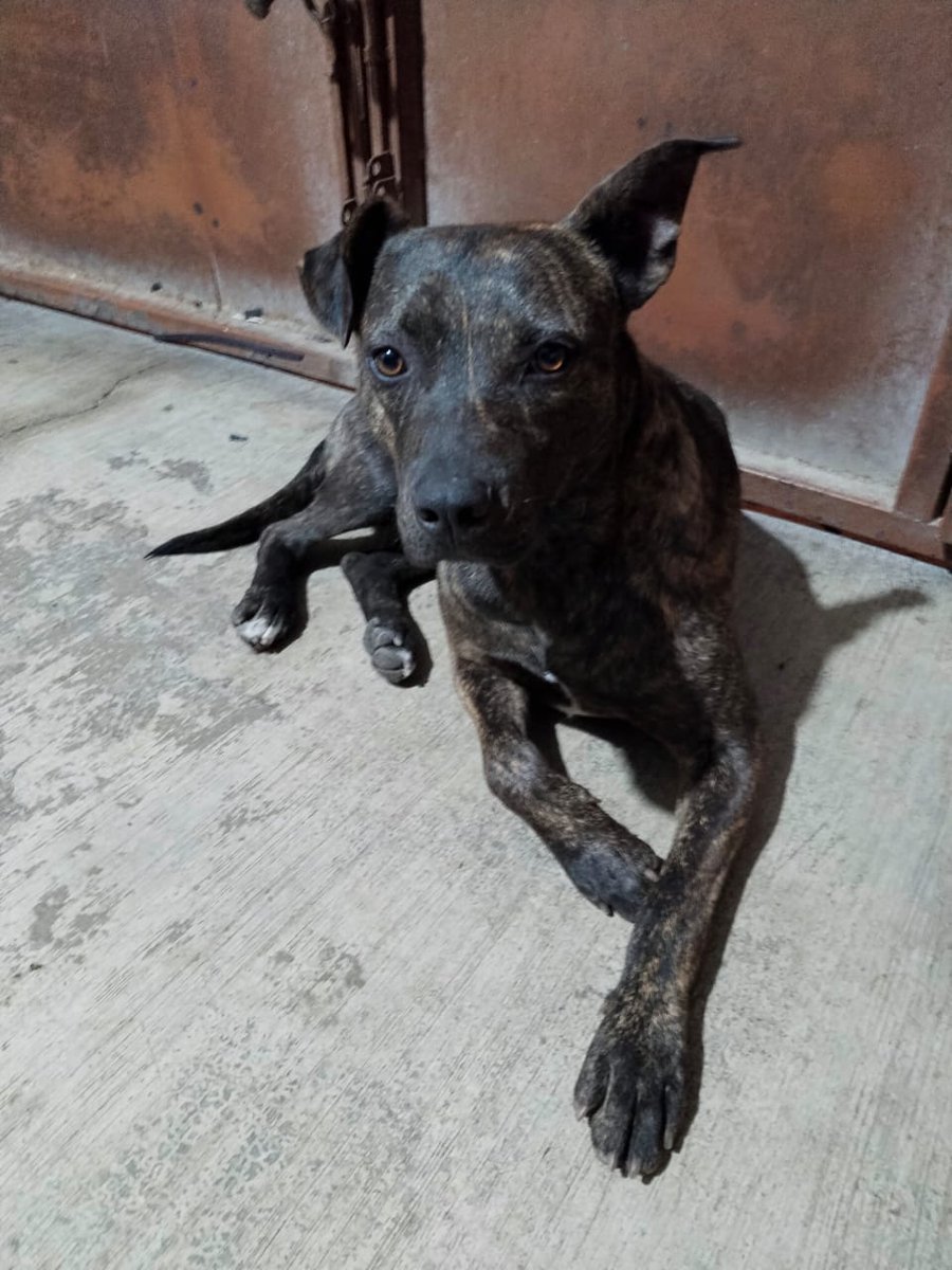 Tigre es muy guapísimo, tiene 2 años aprox, talla mediana , super amigable y tranquilo 
Urge una familia para el por favor 🙏🏼 
Wats 5548724347
#CiudadDeMéxico