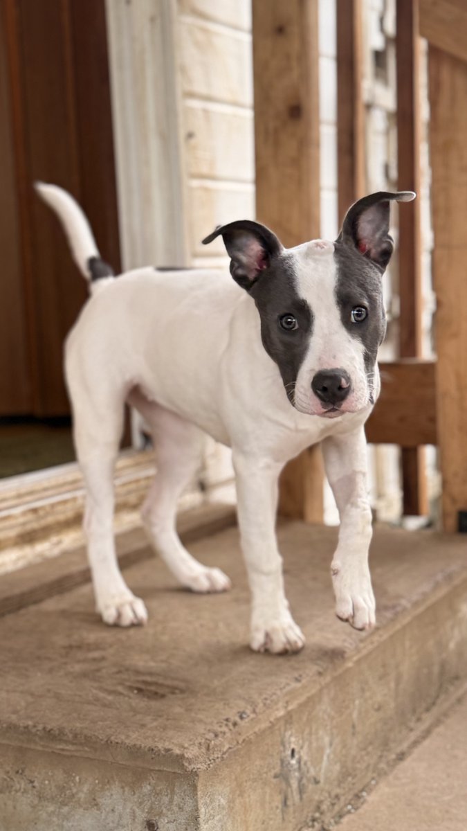 PAWSPendletonOR's tweet image. We just shared an update about Ruby! So far, we've raised $4,000 and have $3,000 more to go! PLEASE help if you can!

gofund.me/a80316787 #dogs #puppies #adoptdontshop