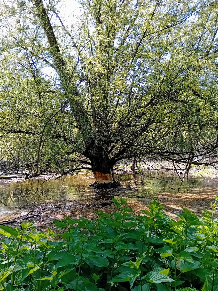Henri002's tweet image. Bevers aan het werk geweest! 🐾
#natuurdichtbij 🏡
#beavers #NaturePhotography