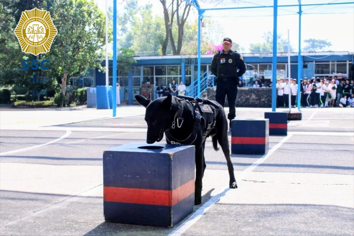 PBI_SSC's tweet image. En la @Alcaldia_Coy, la #PBI de la @SSC_CDMX participó en la #FeriaDeSeguridad en la Secundaria No. 228 #EdmundoOGorman, donde la #UnidadCanina llevó a cabo una exhibición, en la que #Randy y #Kali mostraron a las y los estudiantes sus habilidades.

Además, a través del
