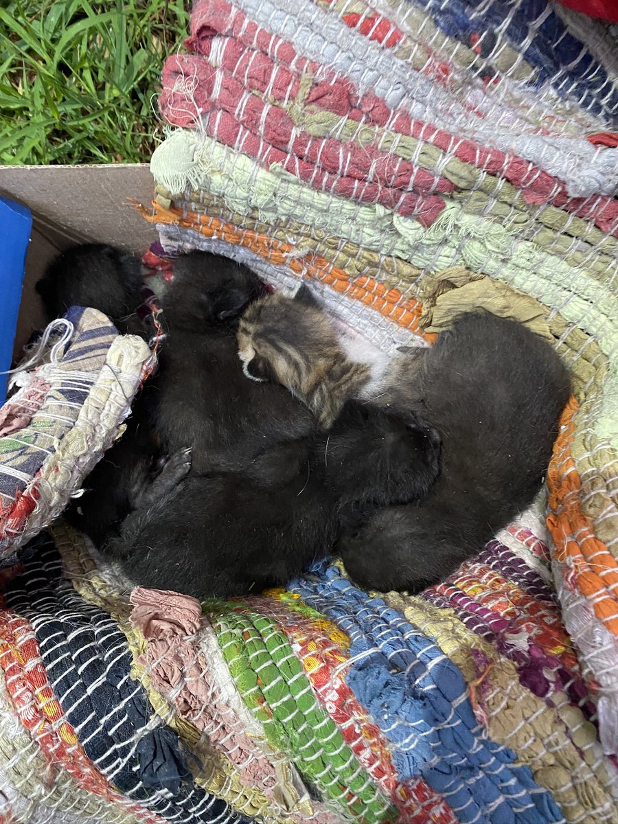 las encontré en un arbusto con 10 días de vida y hoy, 5 meses después, siguen buscando la familia ideal. son muy buenas y cariñosas. solo hogar con protecciones. caba y gba. 1173693524 (solo whatsapp) ig michirescates 🙏🏼🖤