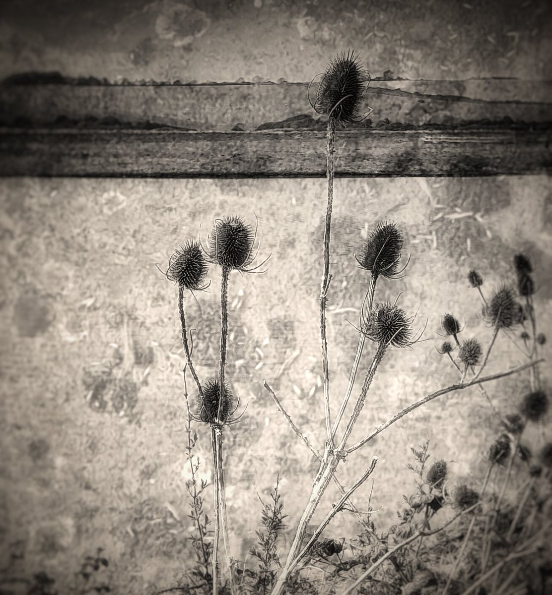 ClarkMail's tweet image. ©️ Roy Powers-Clark 2026
#nature #naturephotography  #artphotography