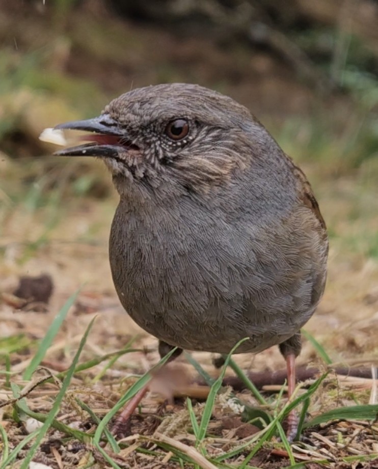 mabohari's tweet image. Dunnock 
photos taken with my smartphone
#TwitterNatureCommunity #NaturePhotography  #JuraMountains #birds