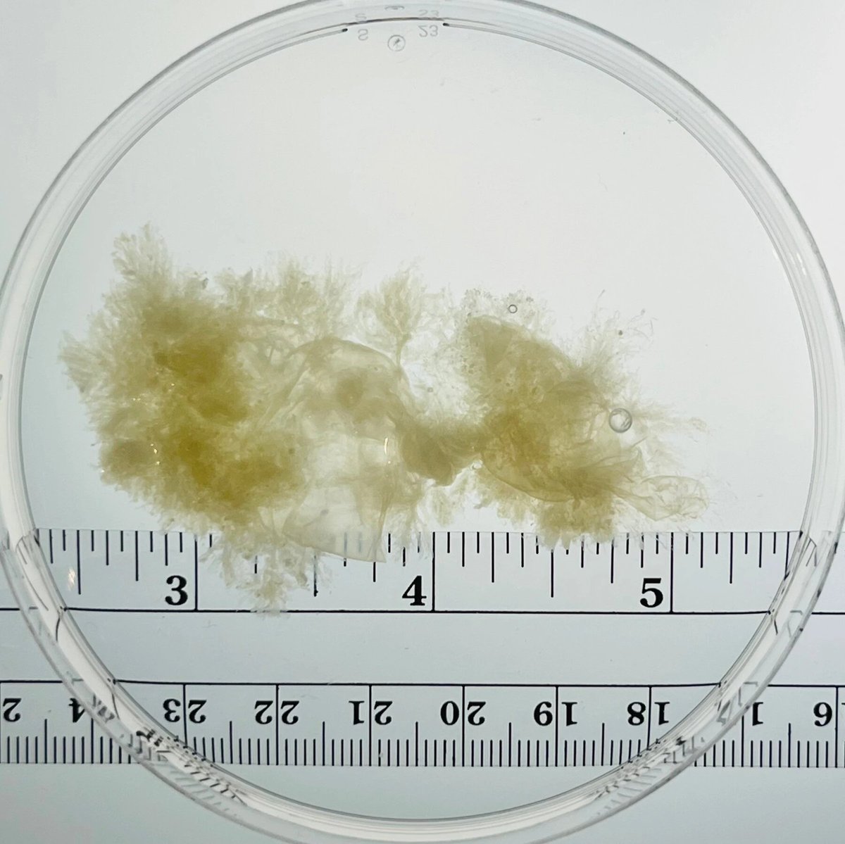 Otther Stratton tweet media