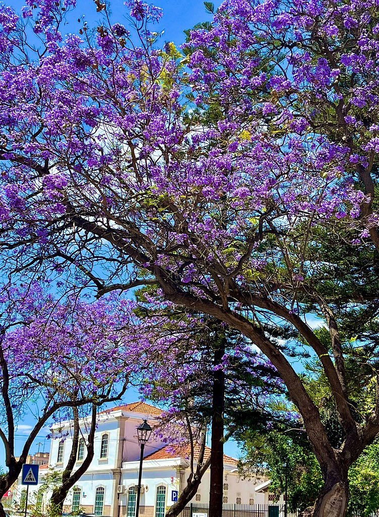 lizzie_hubbard2's tweet image. #purple