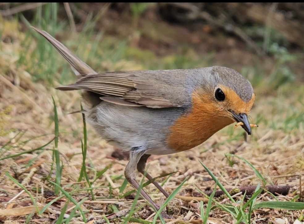 mabohari's tweet image. Robin with an insect in his beak 
photo taken with my smartphone
#TwitterNatureCommunity #NaturePhotography  #JuraMountains #birds