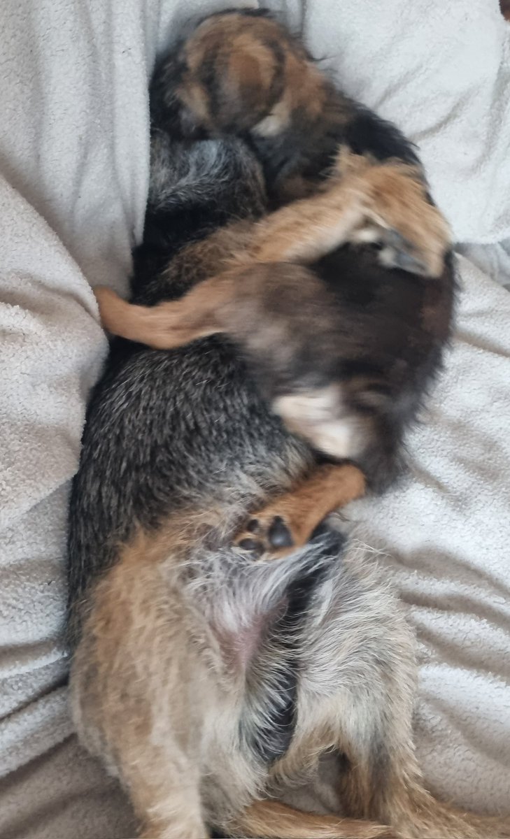 Reginald Barkley - smol fat potato! tweet media