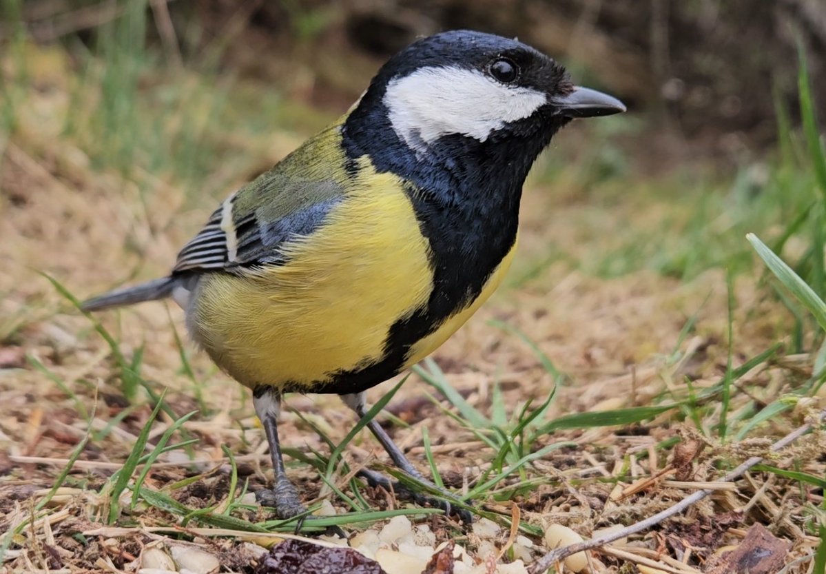 mabohari's tweet image. Great tlts taken with my smartphone 
#TwitterNatureCommunity #NaturePhotography  #JuraMountains #birds