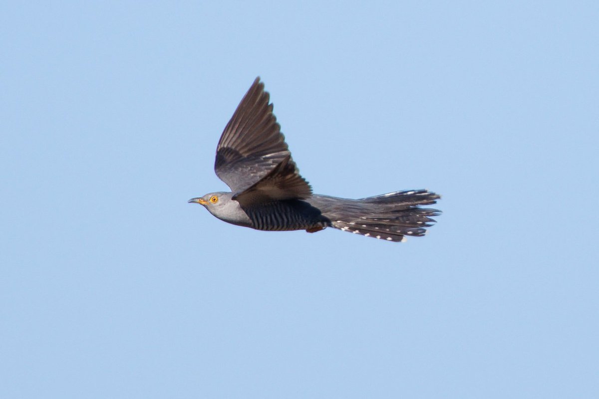 G09Paul's tweet image. The other day I was out in the Peak District looking for curlews when this cuckoo flew overhead #birdphotography #naturephotography #birds