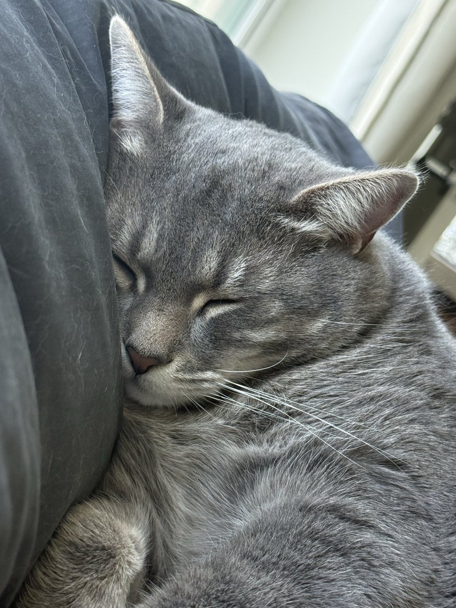 rottenpotato28's tweet image. I know I post way too many pictures of my #cat but I’m literally obsessed with my bubba boy 😍 #meow