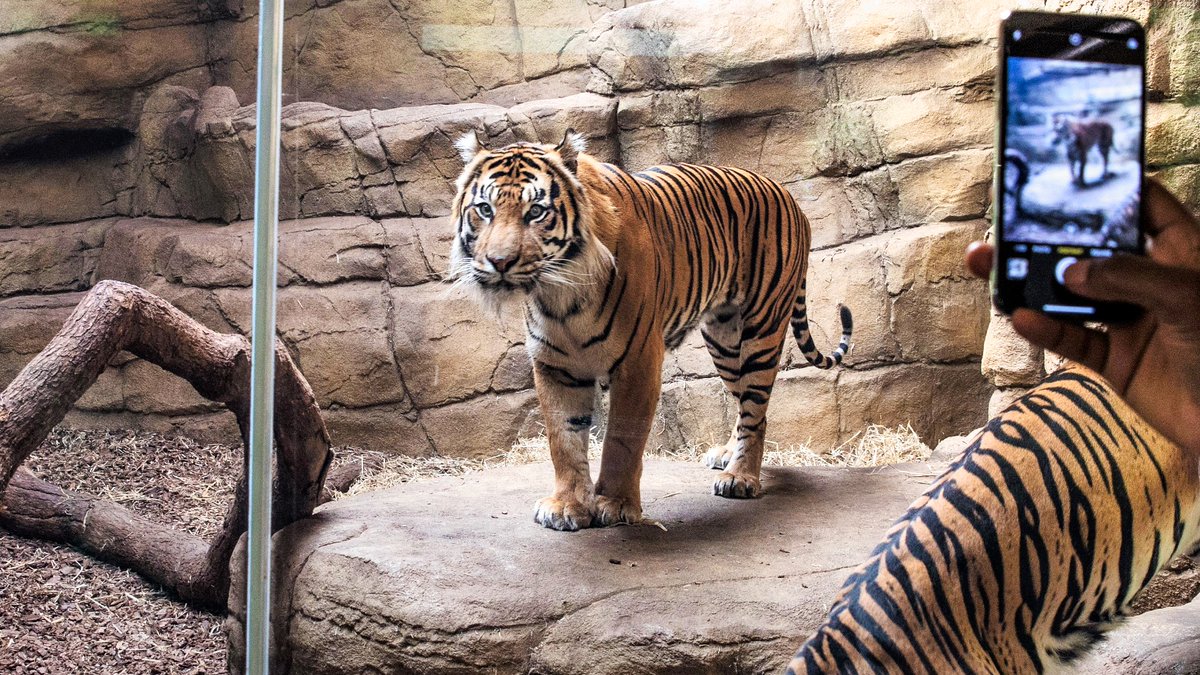 Born Free Foundation tweet media