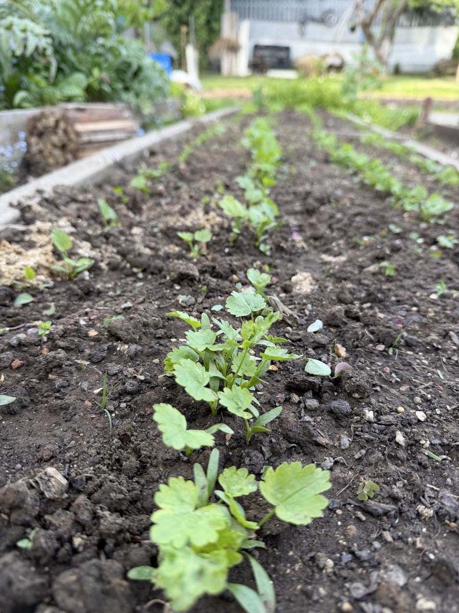 hobibahcesi2's tweet image. If nothing disastrous happens I’ll have enough parsnips ☺️😱#allotment