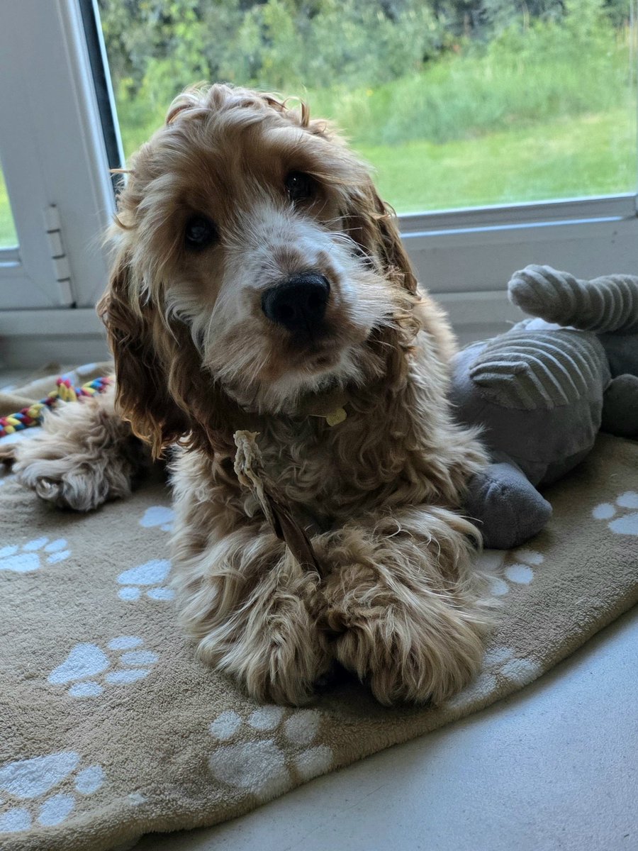 Paws & Reflect Dog Behaviourist & Trainer tweet media