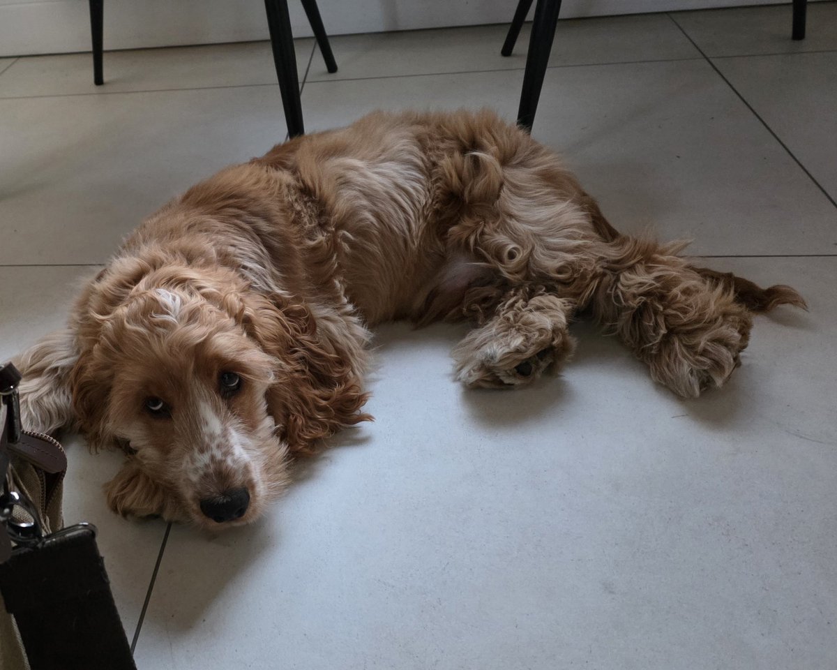 Paws & Reflect Dog Behaviourist & Trainer tweet media