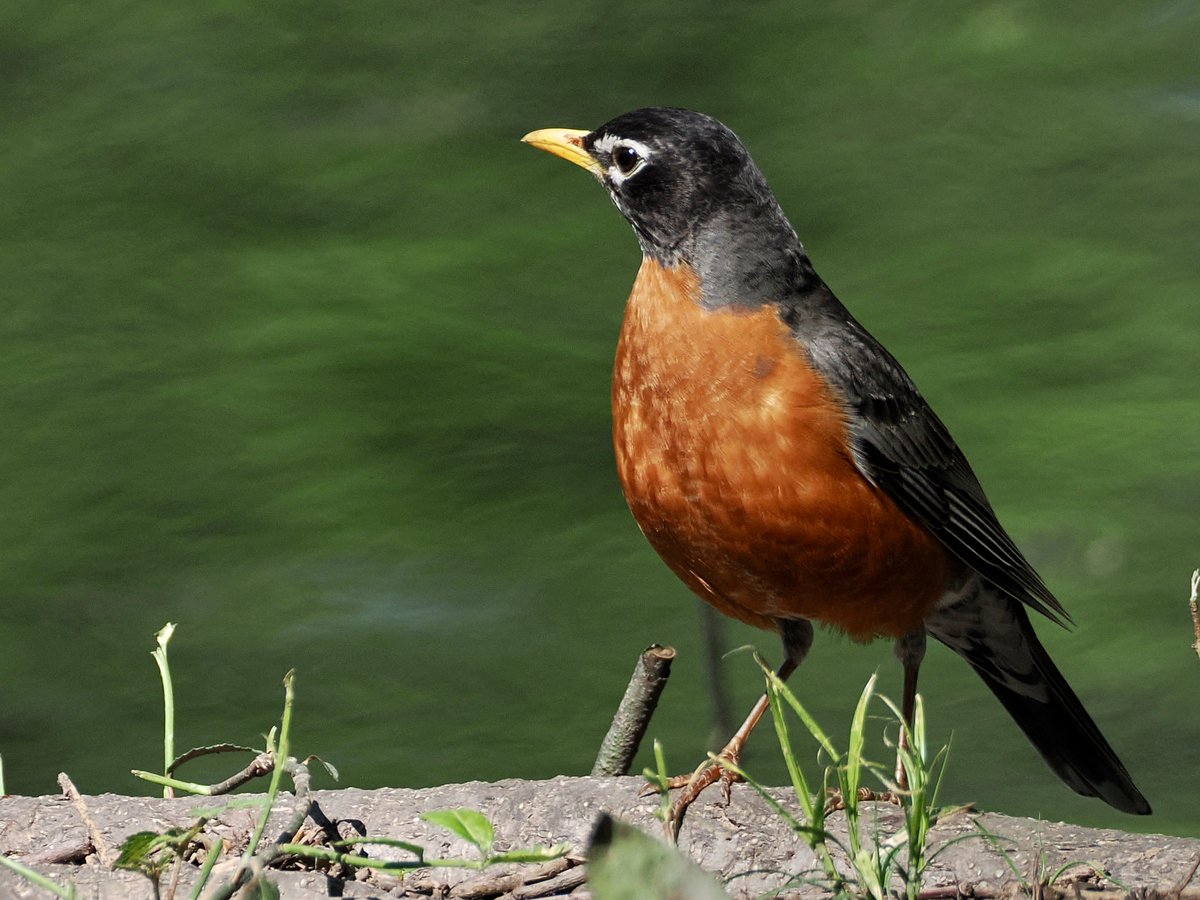 mawgdn_Monika tweet media