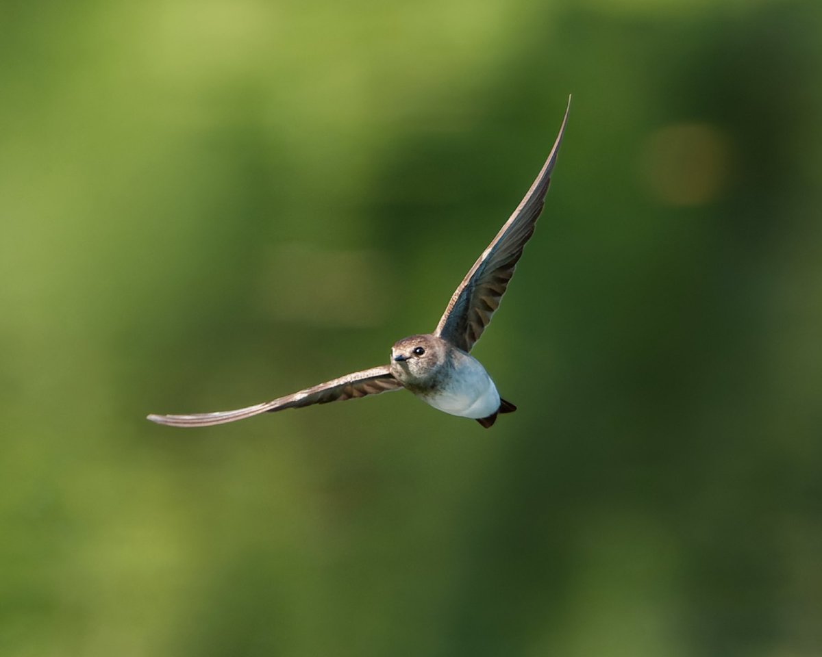 BagelsAndWalks's tweet image. A Northern Rough-winged Swallow zips by over Turtle Pond.

Central Park, New York City
#birdcpp #birdtwitter #centralpark