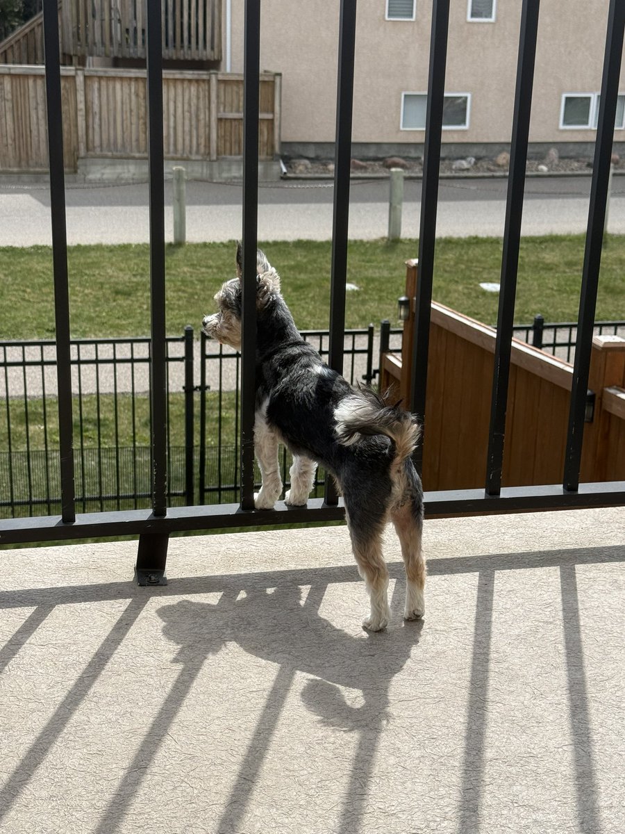 Cory & Gio 🐾🇨🇦 tweet media