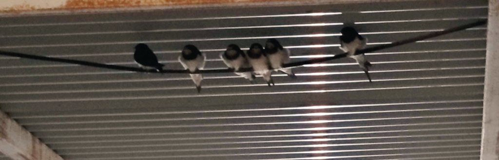 Shaky Beatz 🇮🇷 tweet media