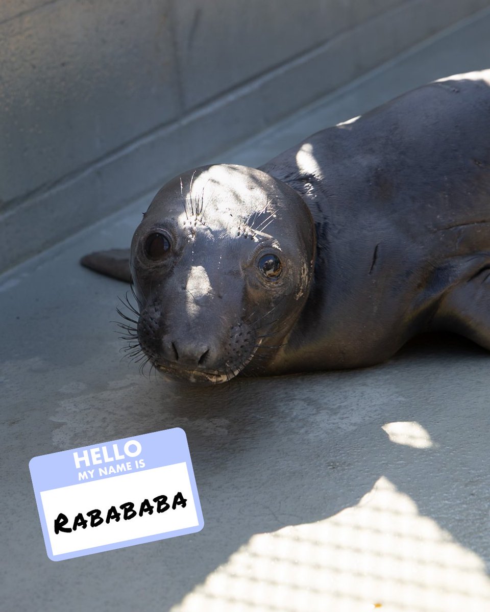 The Marine Mammal Center tweet media
