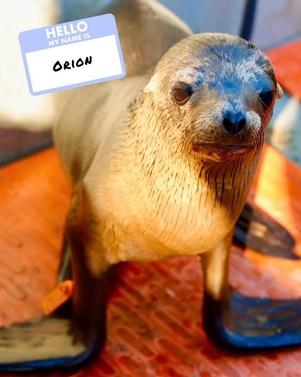 The Marine Mammal Center tweet media