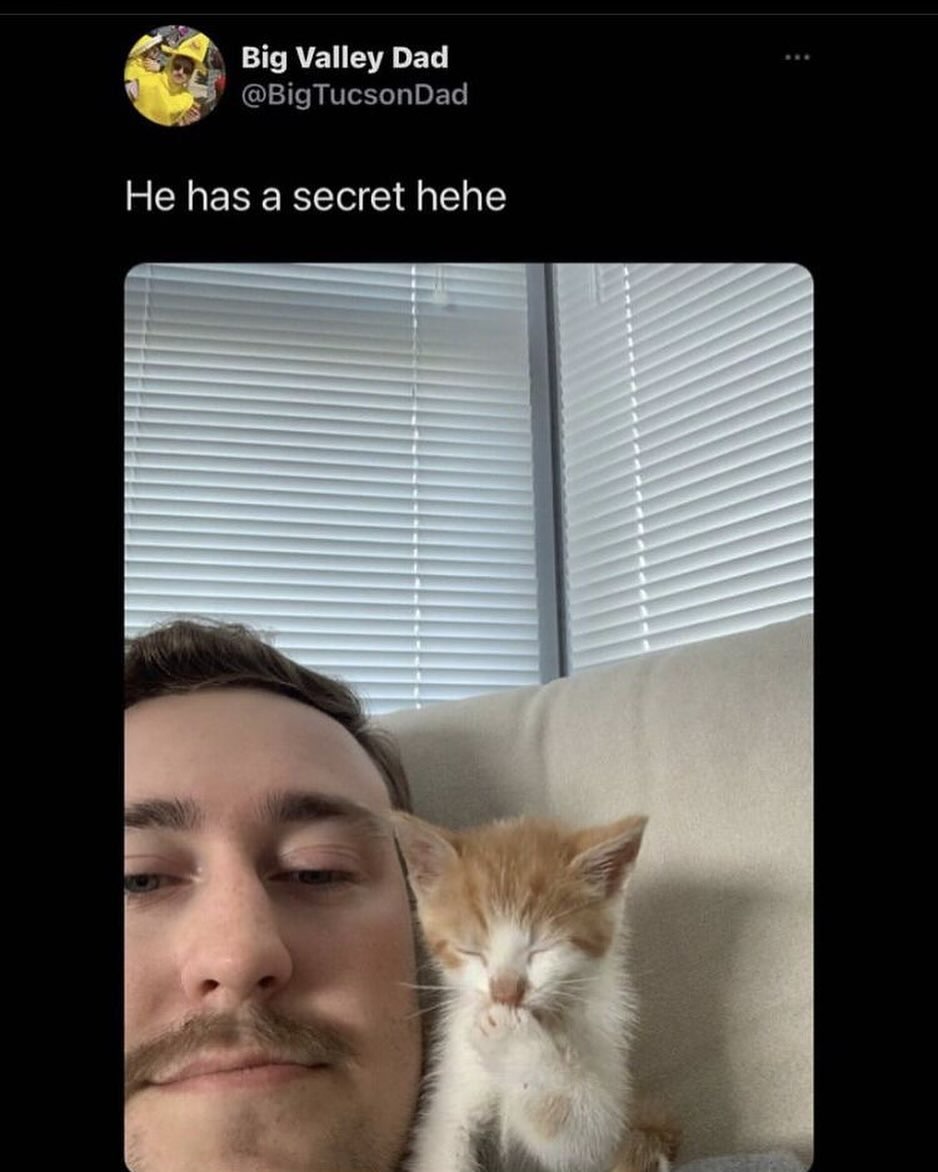 Punch Cat tweet media