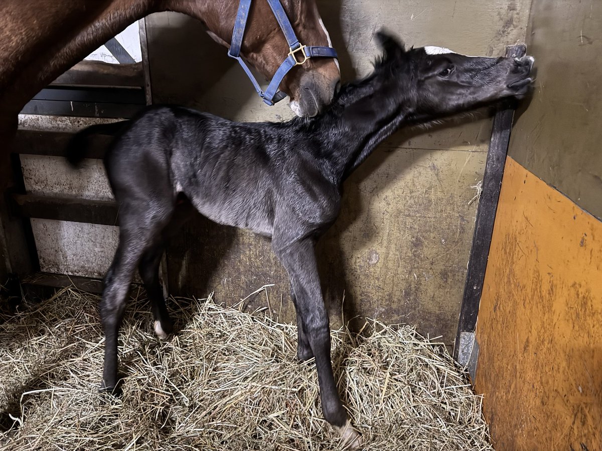 inabafarm's tweet photo. 昨晩、ビッグな女の子が誕生しました🐴
お父さんはブラックブロッサムです！
でかいなーと思ってましたが今朝の体重72kg😅お母さんよく頑張りました！
骨格もしっかりして綺麗ないい馬です！
子供小さいとお悩みの繁殖にはブラックブロッサムいいかもです❣️ https://t.co/o2hZOVH0Os