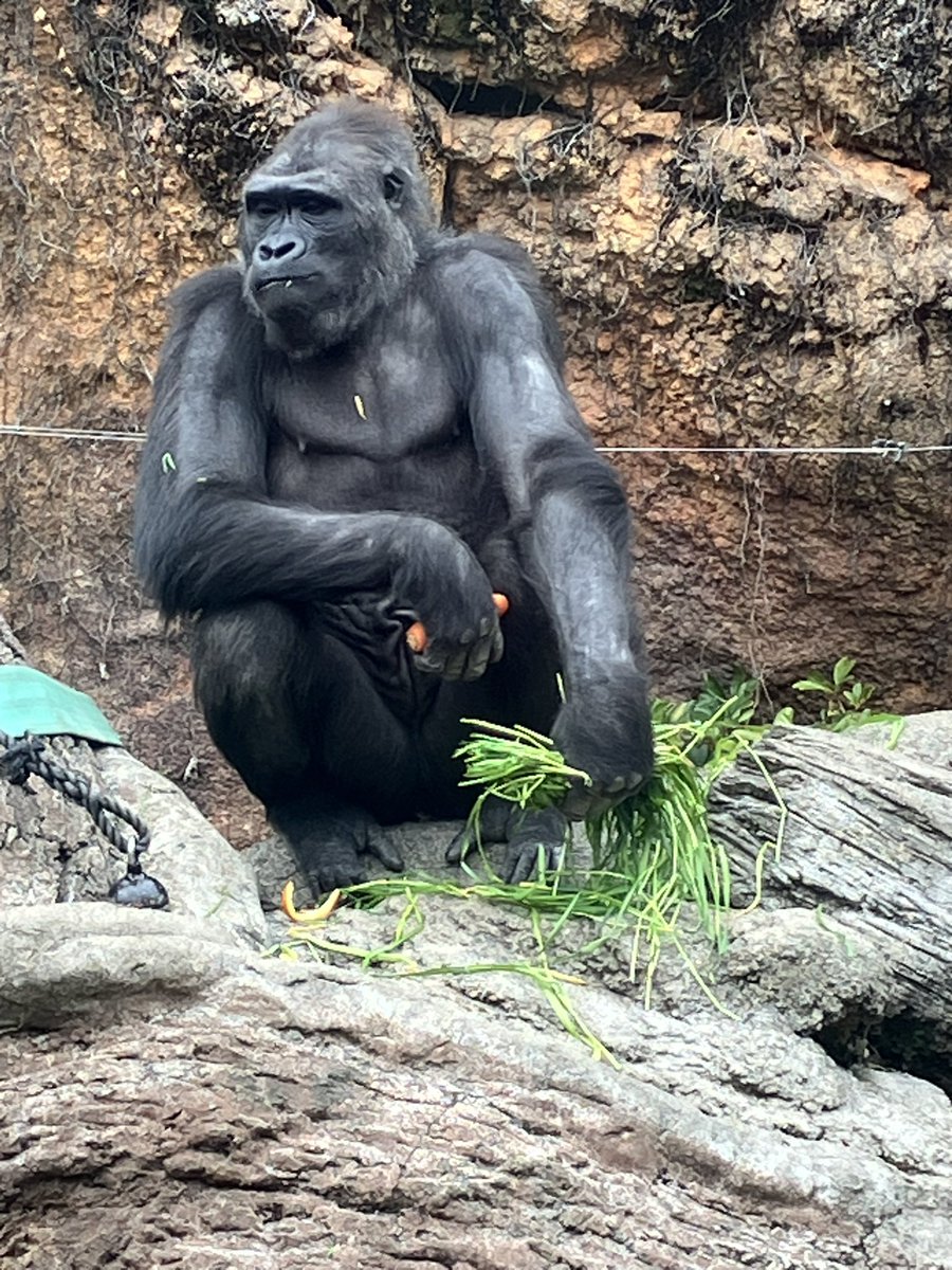 金剛猩介 tweet media