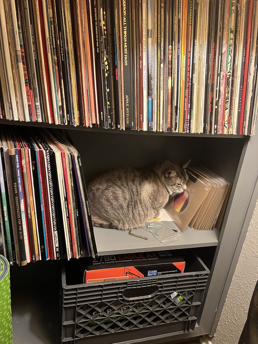 pollardian_'s tweet photo. when your cat uses your 7” records as a pillow of sorts: https://t.co/hX79BkqSHg